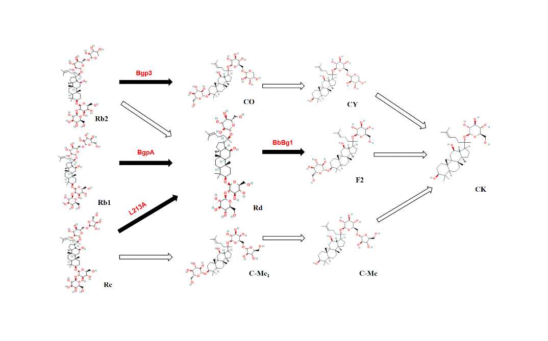 Patented enzyme biomimetic technology